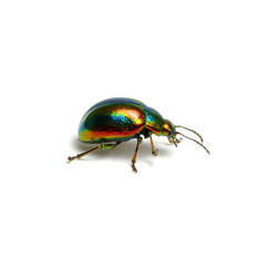 Green beetle isolated on white