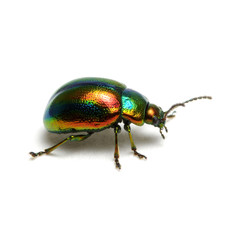 Green beetle isolated on white