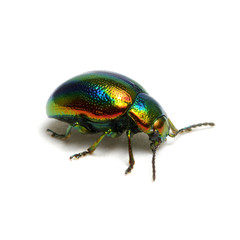 Naklejka premium Green beetle isolated on white