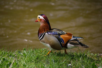  Mandarinente (Aix galericulata) männchen