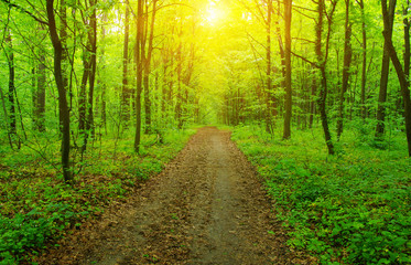 Obraz premium Forest and sun rays