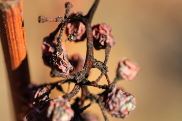 Raisin et vigne en fin d'automne