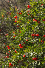 Arbusto Daphne gnidium con frutos o bayas de color rojo. Arbusto venenoso de hoja perenne