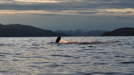 orcas and humpback whales hunting for herrings in the fjords of Norway in winter