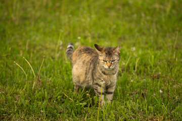 beautiful striped cat in grass