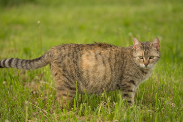 beautiful striped cat in grass