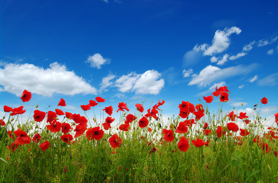 Fototapeta Red poppies on field