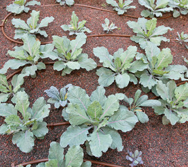 cabbage plants in the garden with automatic irrigation system