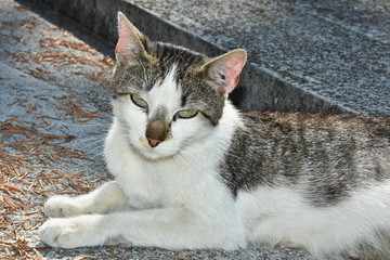  White and grey cat looking at camera 