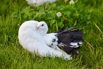 white race pigeons,dove in grass