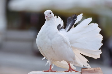 white race pigeons,dove in grass
