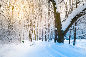 Park bench and trees covered with heavy snow. Much snow. Winter Dawn in the Park