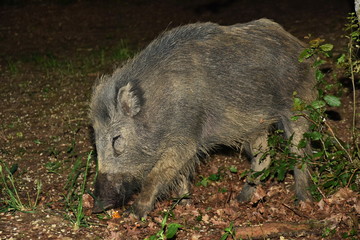 Wild boar in forest clearing