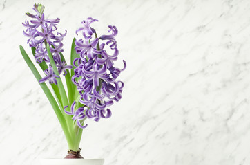 Flowers composition, lilac, violet hyacinths. Spring flowers in flowerpot on marble background.
