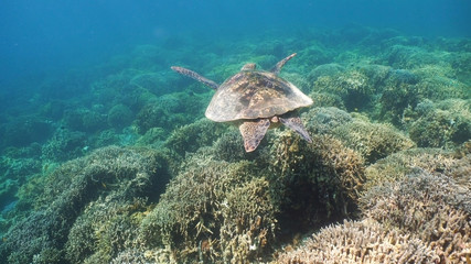 Sea turtle swimming underwater over corals. Sea turtle moves its flippers in the ocean under water. Wonderful and beautiful underwater world. Diving and snorkeling in the tropical sea. Philippines.