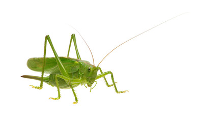 Green locust isolated on white