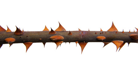  stem roses with thorns isolated on white