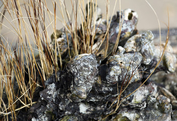 gnarly driftwood with dead grass stems on beach
