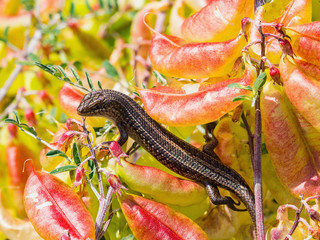 Sundevalls Writhing Skink, Lygosoma sundevalli, on the red ftowers, Cape Town, South Africa
