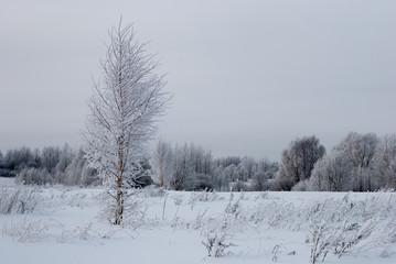 Little birch on the field in hoarfrost against the backdrop of the forest and sky