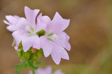 Blüten der Wilden Malve
