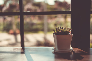 Vintage retro color tone Small succulent and cactus on wood table beside window