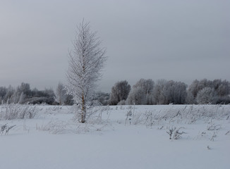 Little birch on the field in hoarfrost against the backdrop of the forest and sky