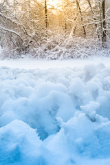 background of pine branches covered with frost, frost on the tree. Winter natural background