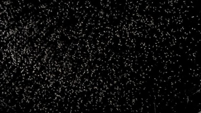 movement of the colony nauplios Artemia salina in the water