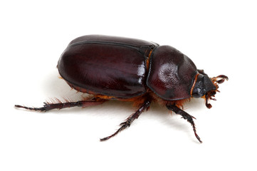 Beetle isolated on white