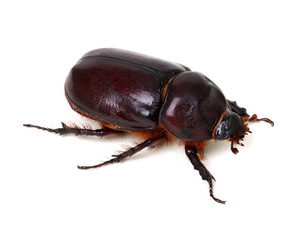 Beetle isolated on white