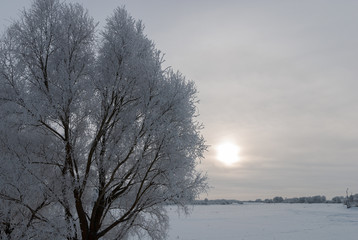 Tree branches in hoarfrost against the background of the field and sky