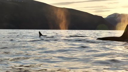 orcas and humpback whales hunting for herrings in the fjords of Norway in winter