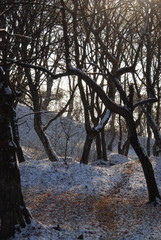 Winter forest, Bistrita Romania