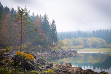 Tree on lake Laghi  Fusine with reflections on foggy morning