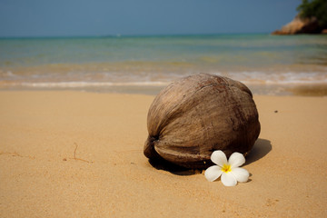 Fototapeta na wymiar coconut ont the tropical beach