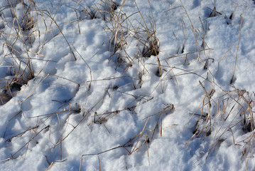 Bright yellow dry grass twigs covered white snow background