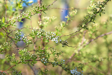 Delicate beautiful twigs with green leaves and white small flowers