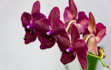 Flowers of rare burgundy-colored, or dark magenta phalaenopsis orchid Destiny, or purple Moth Orchid, Phal orchid against a white wall. Selective focus.