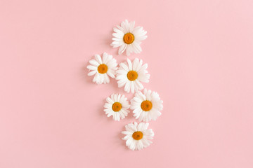 White chamomile flowers 