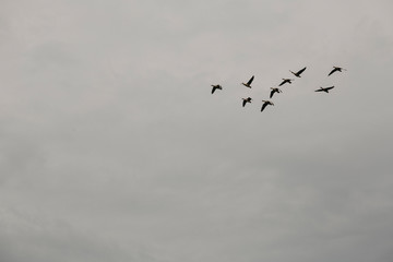 Nordfriesland, Deich, Natur, Ruhe, Frieden, Norddeutschland, Deutschland, retro, oldschool, filmfotografie, landleben, land , leben, windmühlen, energie, energiegewinnung, nachhaltig, nachhaltigkeit, 