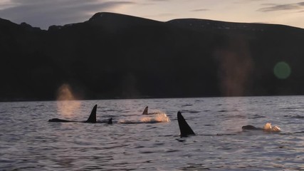 orcas and humpback whales hunting for herrings in the fjords of Norway in winter