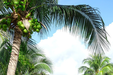 Naklejka premium 열대 휴양지 야자수 나무 백그라운드 사진 이미지