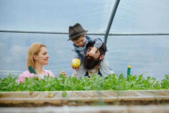 plant growing. happy family growing plant in greenhouse. plant growing in modern greenhouse. chils with parents growing plant. best hobby.