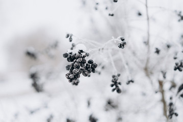 frozen trees with berries. cold weather
