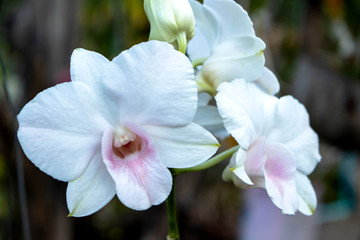 White dendrobium orchids are dendrobium orchids in this genus have roots that creep over the...
