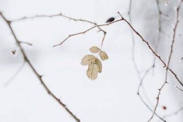 Beautiful winter image - leaves covered with snow. Selective focus