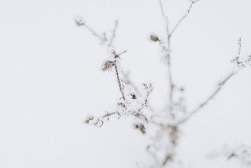 Beautiful winter image - leaves covered with snow. Selective focus