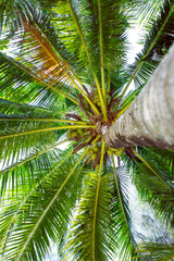 Obraz na płótnie Canvas sun rays through the palm tree