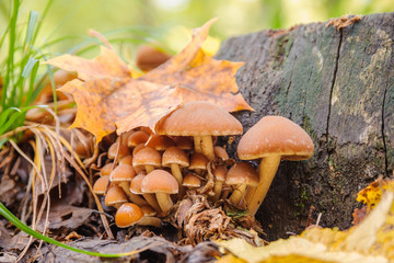 Forest mushrooms near a wooden stump
